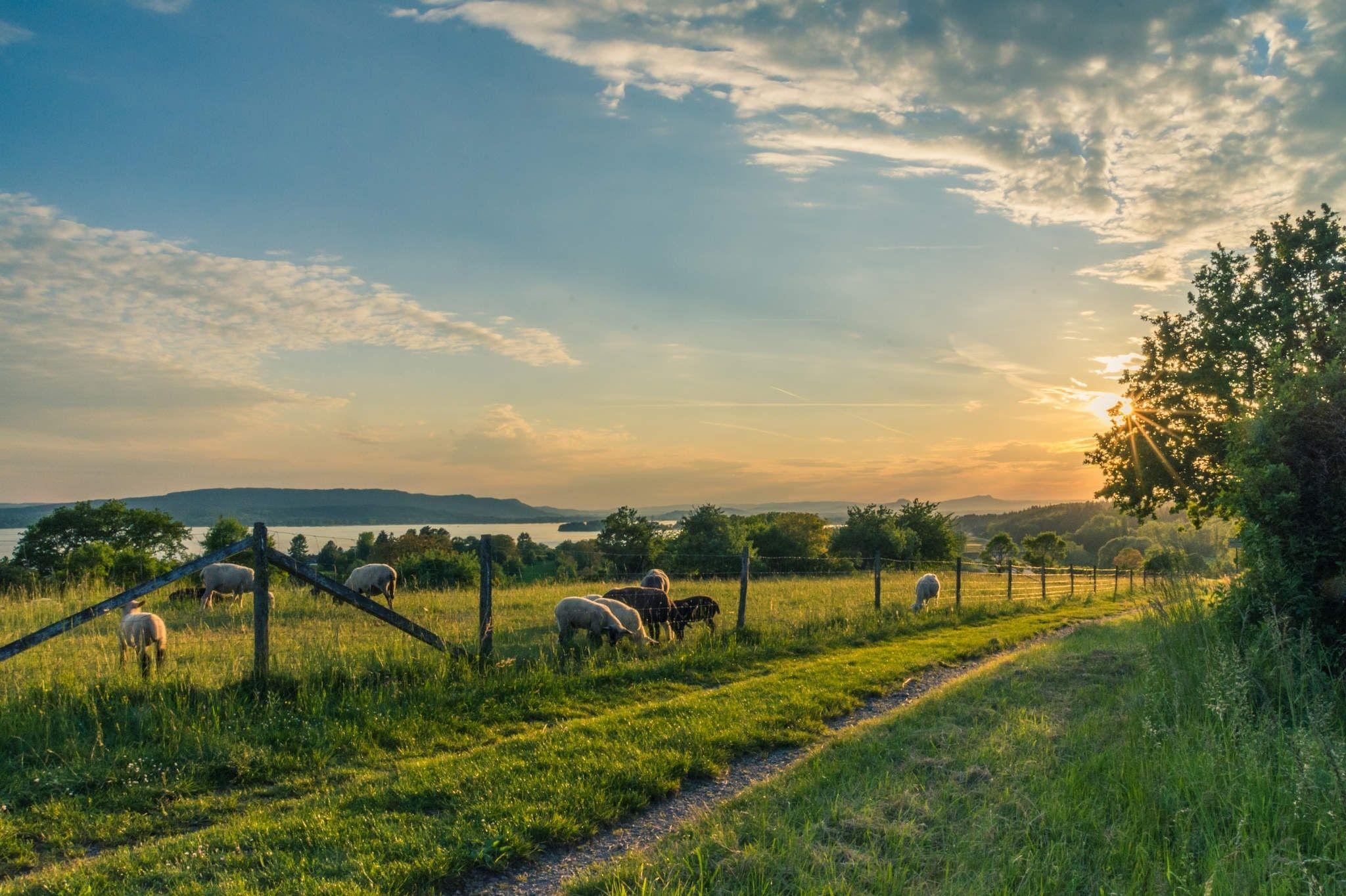 Green Farmland