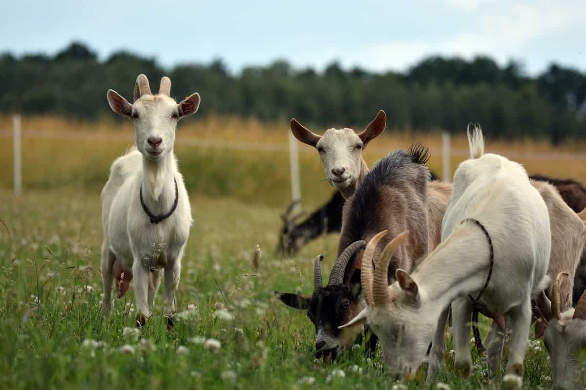 Goat Care